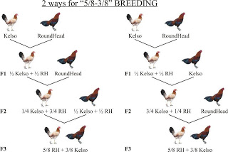 gamefowl breeding tips